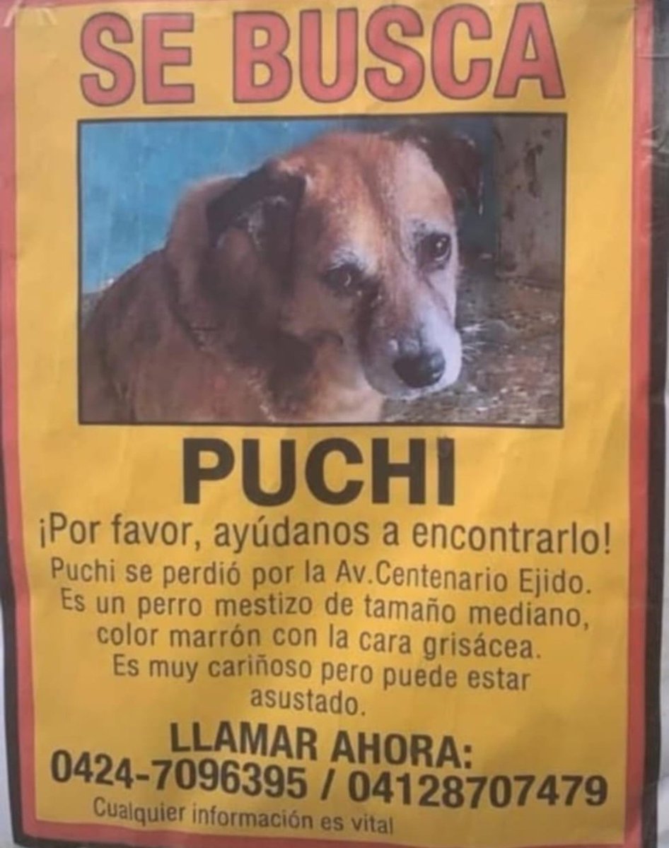 PerroUsuario's tweet photo. RP @Mary_Jar: Atención Mérida/ Venezuela. #Ejido sector Centenario. 🚨🚨🚨

Buscamos a Puchi. Si lo ven, se agradece resguardo. https://t.co/uuybvfzibN