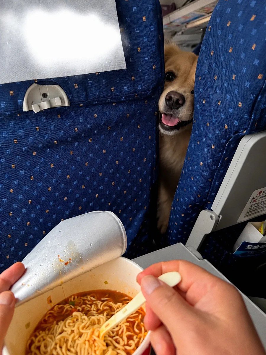 lomitosyamigos's tweet photo. mi vecino de vuelo quiere mis fideos 🍜 🐶 https://t.co/lzgA1m08W7