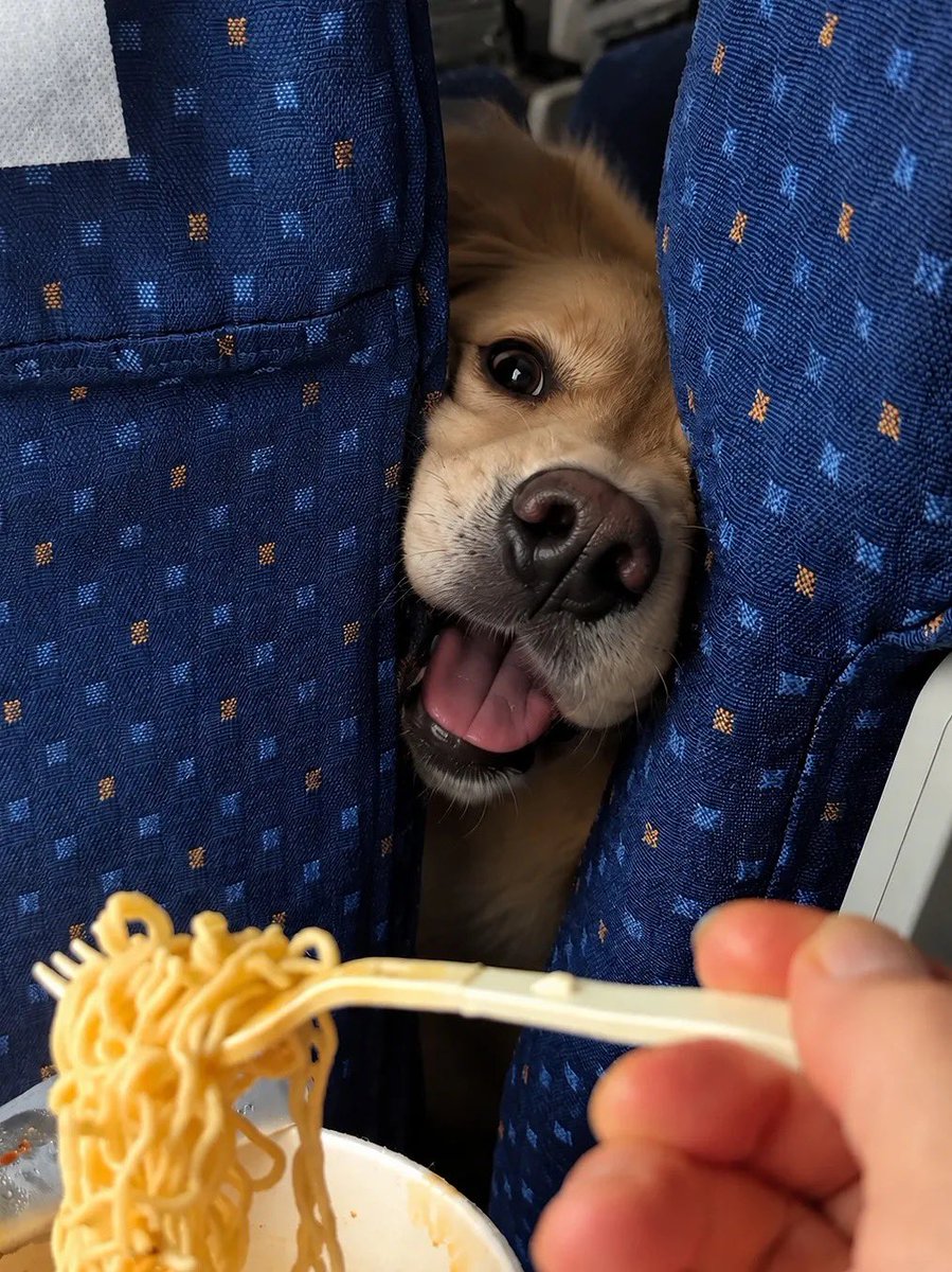 lomitosyamigos's tweet photo. mi vecino de vuelo quiere mis fideos 🍜 🐶 https://t.co/lzgA1m08W7