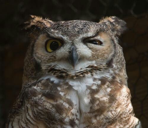 kilgoriea's tweet photo. Me when i am actually just an owl https://t.co/cHlQCrPP7d