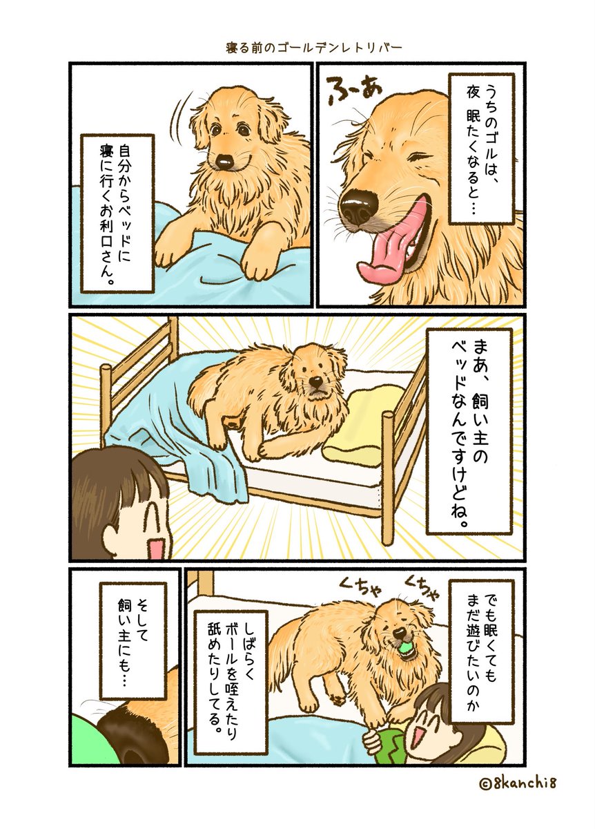 8kanchi8illust's tweet photo. 寝る前のゴールデンレトリバー🛏️😴 https://t.co/AY0dmHQlWK
