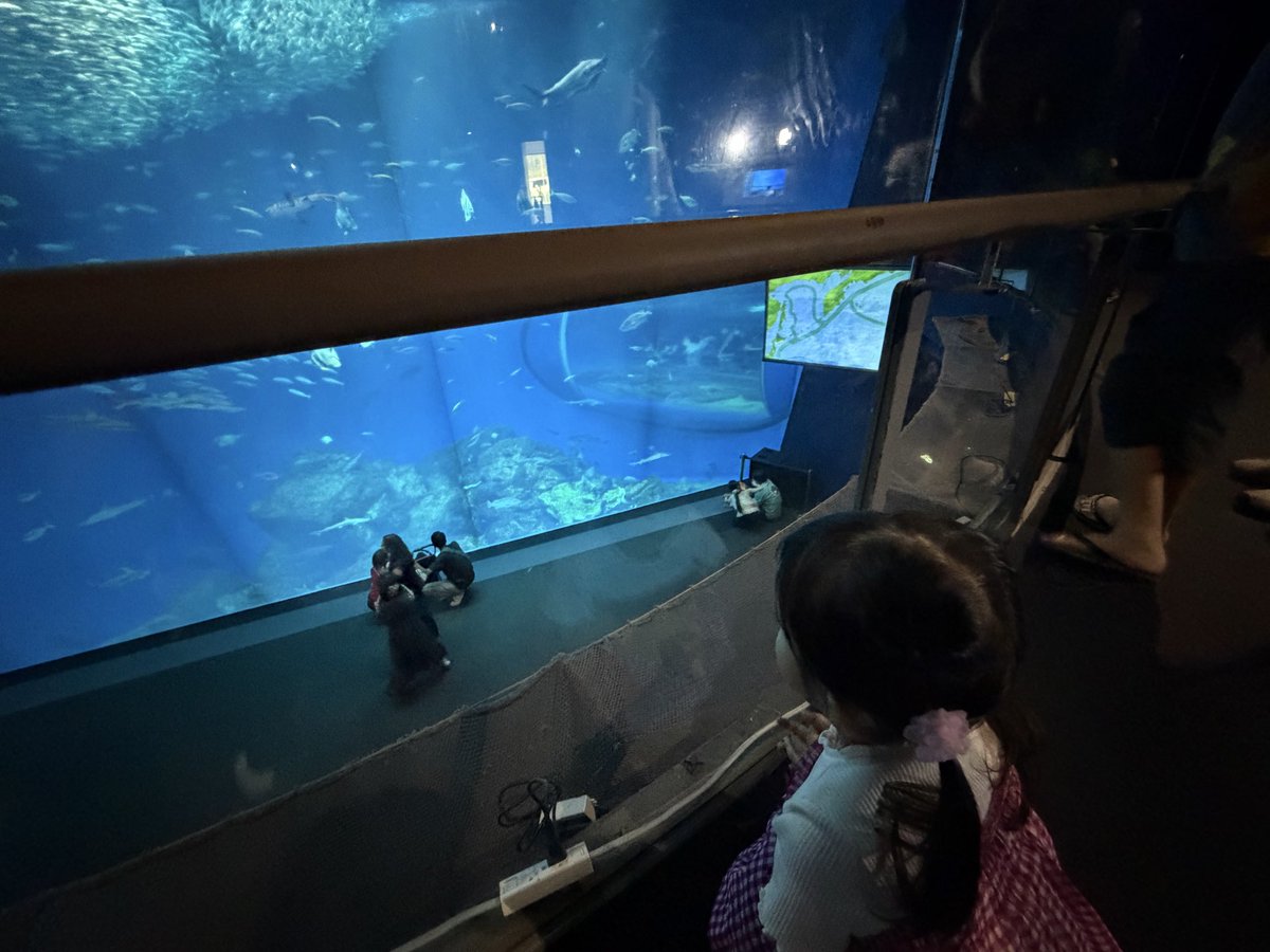 suzune_dr830's tweet photo. 水族館ではお魚に釘付けだった長女。サメやマンボウ、ウミガメにも興味津々🦈お目当てだったアシカ・イルカショーも見られて、拍手喝采してた👏笑
お土産のカメさんを今も大事にして一緒に寝てる🐢 https://t.co/tjViGD4r32