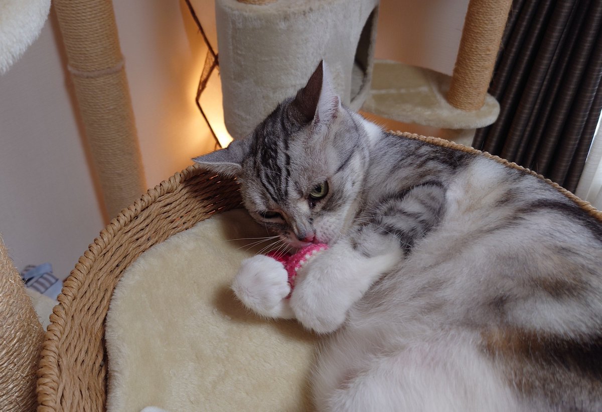 IKA_catcustom's tweet photo. 今回はMauのロータイプのキャットタワーを購入。おまけでもらったオモチャで遊んでます。 https://t.co/b6IjNWYflW