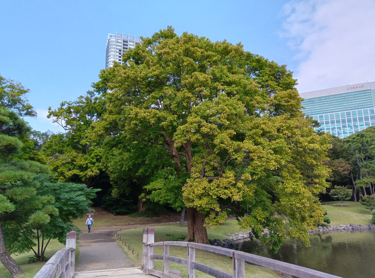 HamarikyuGarden's tweet photo. #中島の御茶屋 から中島橋を渡ると、右手に #トウカエデ があります。少し色づいてきたようです。
＃浜離宮 #garden https://t.co/BLIgmmJLbu