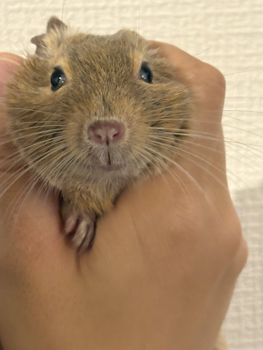 Chinchilla_Mark's tweet photo. かなーり真剣に悩んでいることがあるので書かせてください🥺

マルクラは元々チンチラグッズで始めたので、チンチラグッズはデグーグッズの3〜5倍くらいの人気なんです。

でも、アンケートやSNSだと圧倒的に「デグーグッズを増やしてほしい」というお声をいただきます💭

でも、デグーグッズを出すと思ったほどの反応をいただけないことも度々あります。

これは、いろいろ原因があると思っていて
①価格(低価格のグッズが人気で、高額なものはあまり勢いがない)
②絵柄(気に入った絵柄が見つからなかったのかな？と思います)
③グッズの種類(キーホルダー系は人気)
④マルクラの知名度がまだまだ足りない(チンチラファンにしか知られてない)

ぬいぐるみを増やしてほしいというお声を度々いただくのですが、
ぬいぐるみは100体ほど作ったら、それがすぐに売り切れていくくらいの勢いがないと他の色が作れません🙇‍♀️

何より私の資金力不足です。。😱

価格は、個人でオリジナルで作っているので
市販の大量生産品の低価格は実現することができません😣
(製造原価の時点で、市販品の販売価格を超えています)

そういうどうすることもできない点は置いておいて、、、！😳😳

なんだか私はまだデグー好きさんが真にほしいものを100%理解できていないのかなと思っています！

そして、デグー好きさんたちもまだ想像したことのない、とってもかわいいものを作っていく必要があると思います😌

(今回のキーチャームは反応が良かった気がします♡)

もう少しリサーチしなきゃいけないので、どんなデグーグッズがあれば嬉しいのか知りたいです。

私の力では実現できないことが多いのですが、
価格や絵柄、グッズの種類など
コメントでもLINEでもDMでもBASEのアンケートでも、、
今日じゃなくてもいいです。いつでも教えてくださいね💌