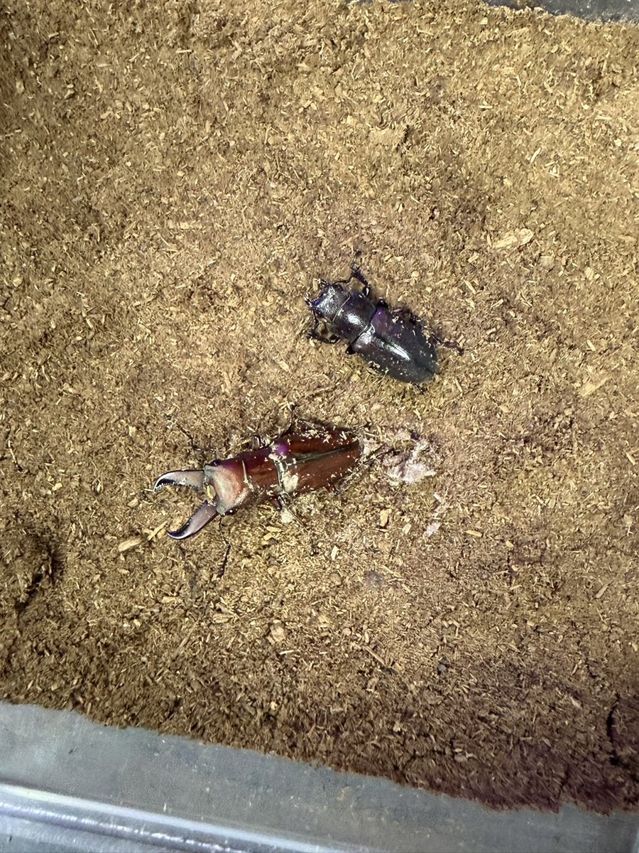 smrn55's tweet photo. ギラファホソアカクワガタ後食開始してた2ペアでセット組みます

残りのボトル割ったところ、4オス2メスって感じでしたので、あと２セットは組めそうです🥳 https://t.co/fwBnK5psjq