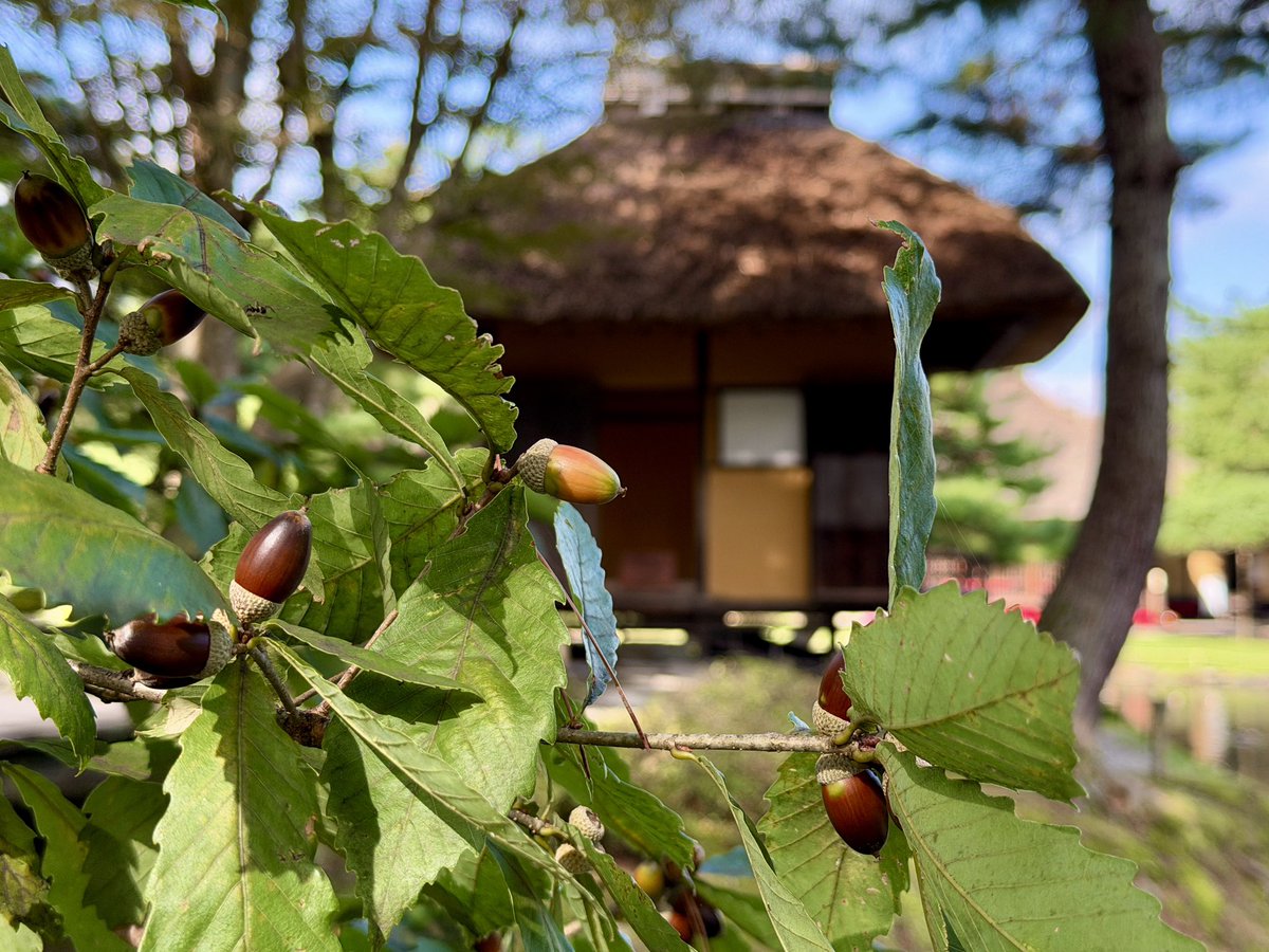 oyakuenofficial's tweet photo. こんにちは
本日(9/25)の御薬園です。

ドングリの実がなっています。

日差しがあたたかく心地よい陽気です。

#ふくいま #空ネット #シェア天 #会津若松 #御薬園 https://t.co/51Eo9RE1Zw