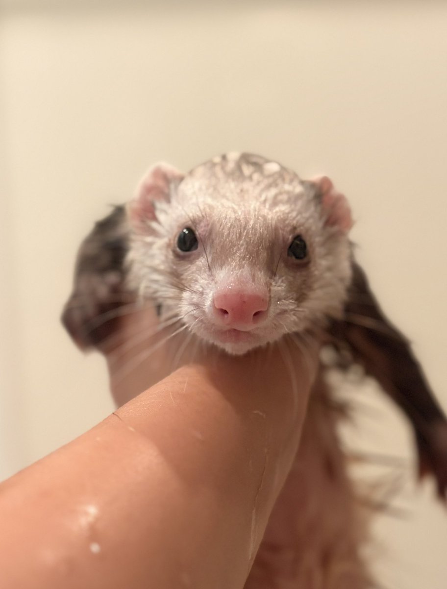 Azamaruuuu_'s tweet photo. 素晴らしい臭いが漂っていたのでお風呂🛁
ﾍﾟｼｮ…          ﾌﾝﾜﾘ 
 #フェレット https://t.co/EGk3DgIDmu
