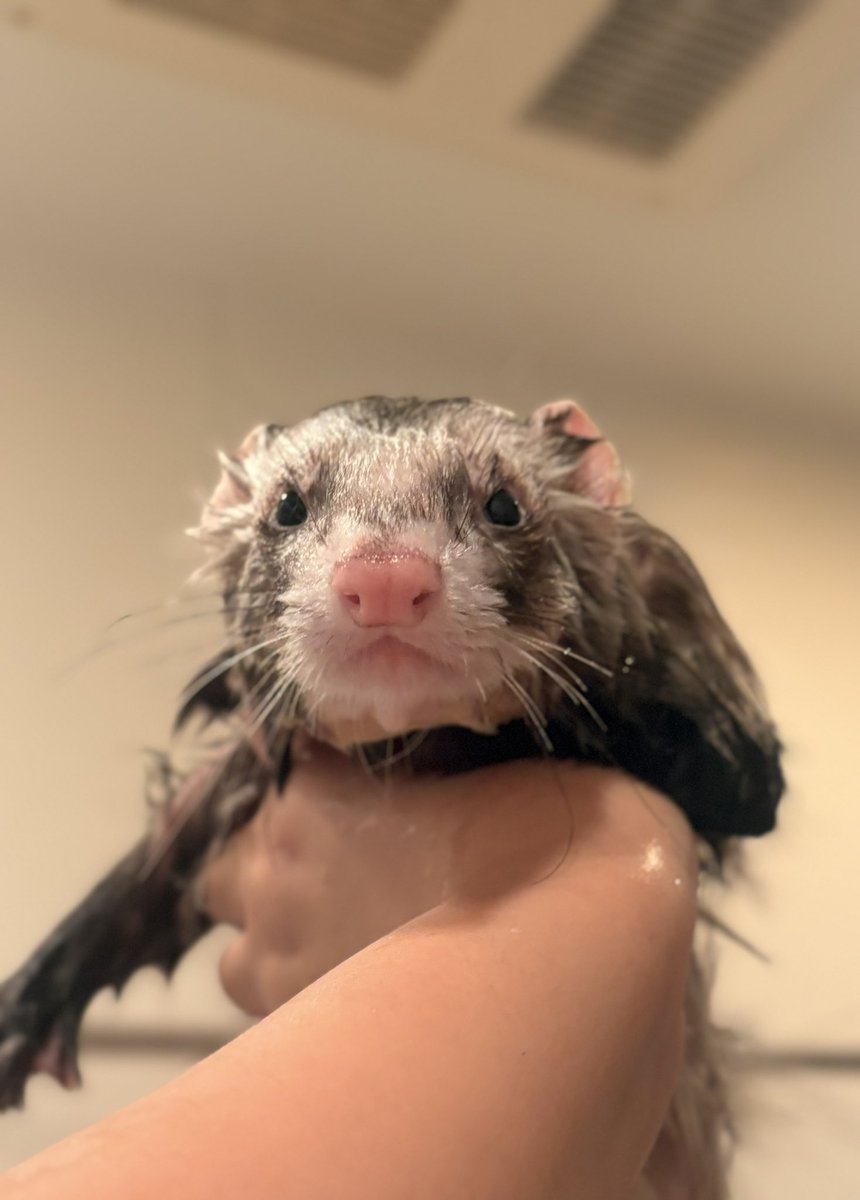 Azamaruuuu_'s tweet photo. 素晴らしい臭いが漂っていたのでお風呂🛁
ﾍﾟｼｮ…          ﾌﾝﾜﾘ 
 #フェレット https://t.co/EGk3DgIDmu