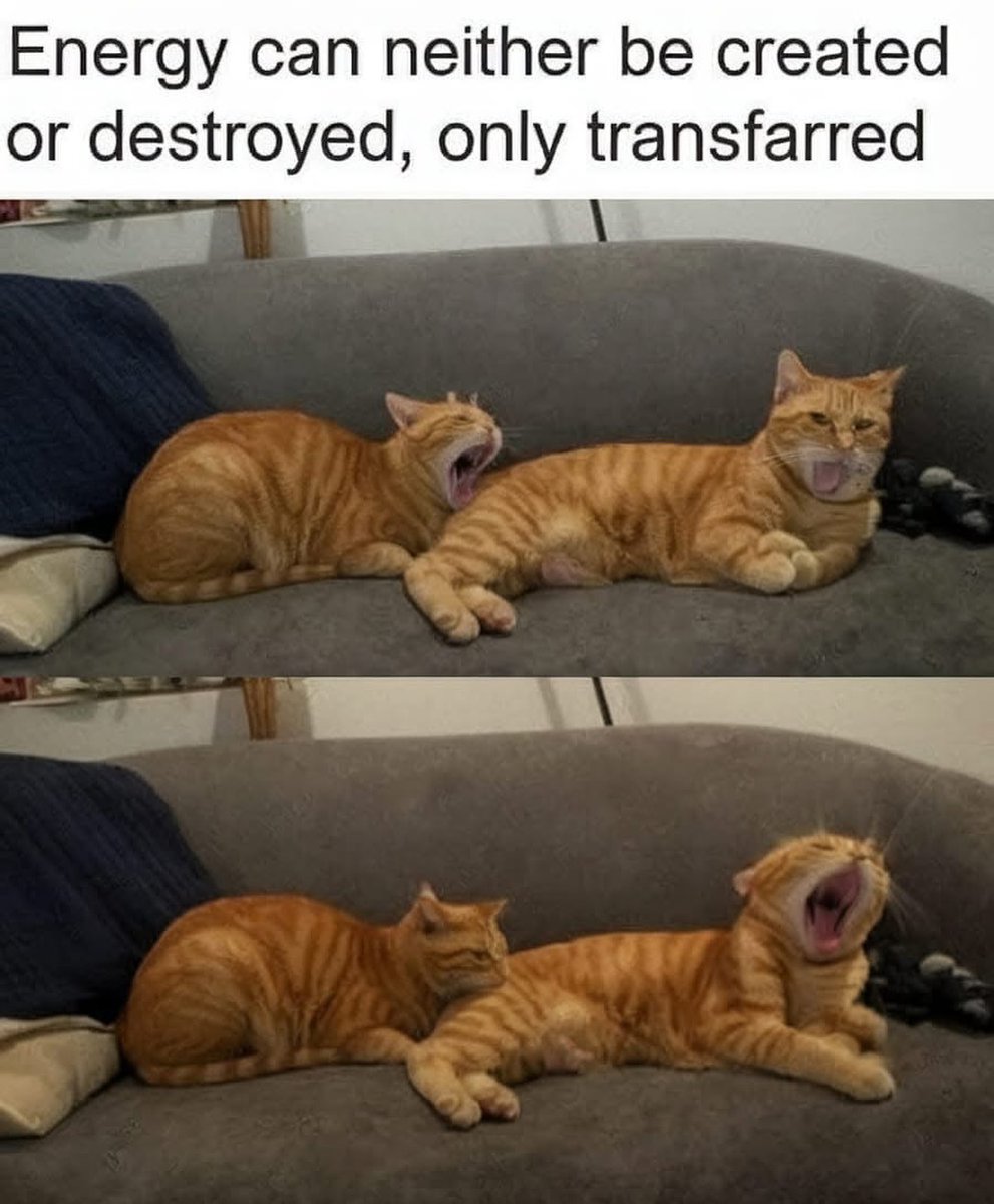 PunchingCat's tweet photo. https://t.co/KVL3PiGo78