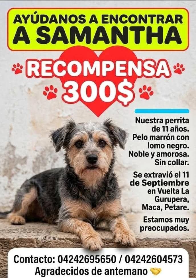 PerroUsuario's tweet photo. Su familia sigue buscando a Samantha en Maca Petare. Ayudemos para que pronto se reencuentren https://t.co/XBPkPcLS2r