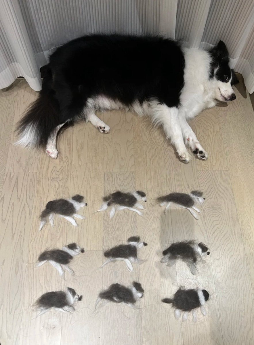 everythingdogss's tweet photo. https://t.co/wAif2ZlAEq