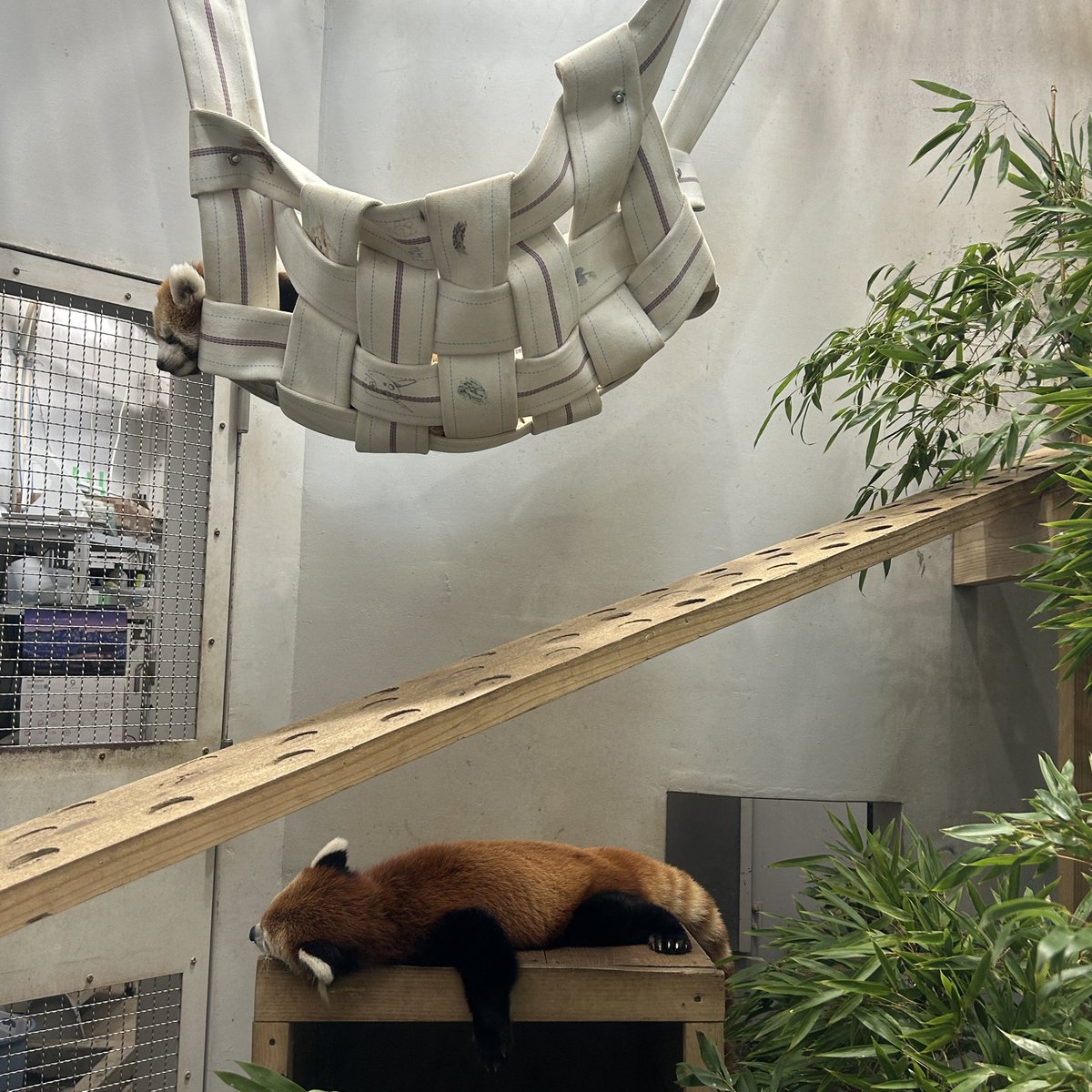 kumamotocityzoo's tweet photo. シンファの後ろをついていきながら、展示場を大探索！🔎✨

桃香にとっては、まだまだ新鮮な外の世界。
草木のにおいや音など、さまざまな刺激にふれ、終始興味津々な様子でした😌

そして夕方には、2頭ともたくさん探索して疲れたのか、この様子💤
ハンモックでくつろいでいるのが #桃香 です。 https://t.co/YodVruR76z