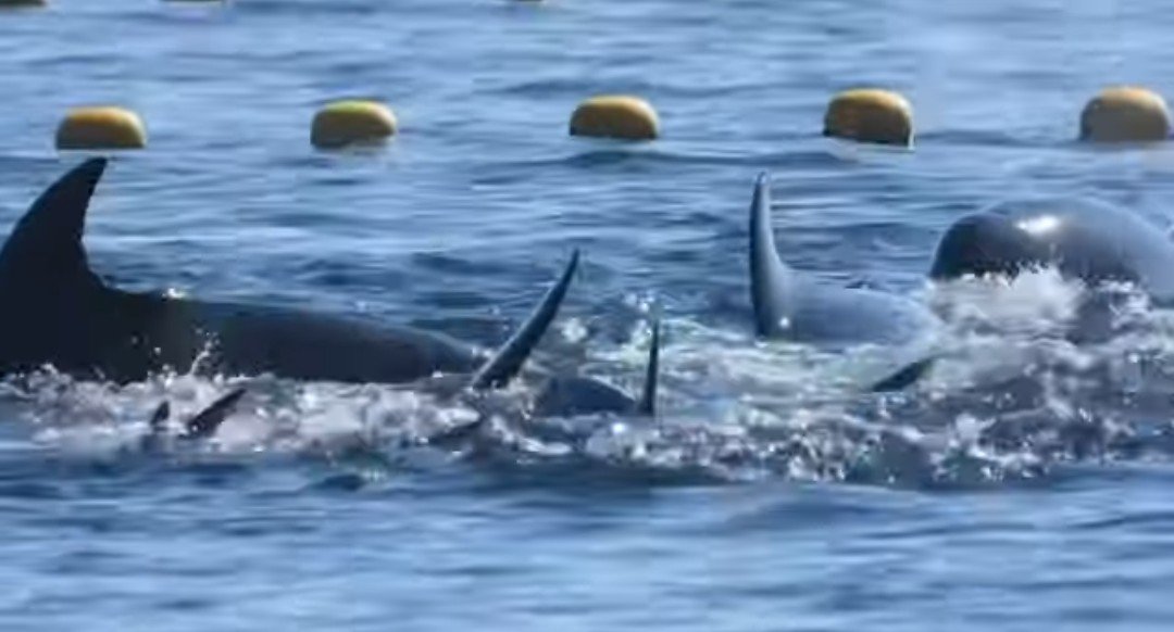 janischshane's tweet photo. Taijijapan #BlackCove
Looks like a pod of bottlenose were driven into the cove they will be held overnight for selection. #taijijapan end this cruelty. #EndCaptivity https://t.co/ch5RYt5W8K