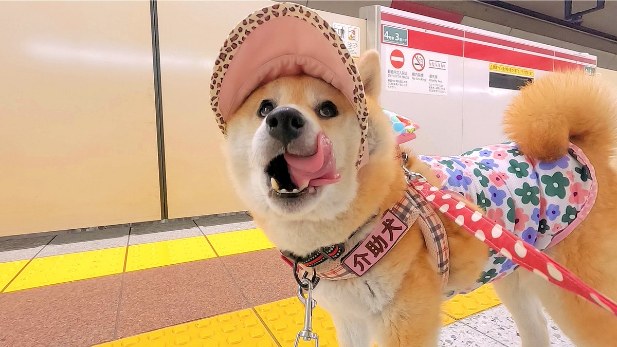 kaijokenruna's tweet photo. 柴犬介助犬るな🐶
上野御徒町に行くため
電車を待ちます

※4月3日撮影　#介助犬 https://t.co/iZMHeGtJgg