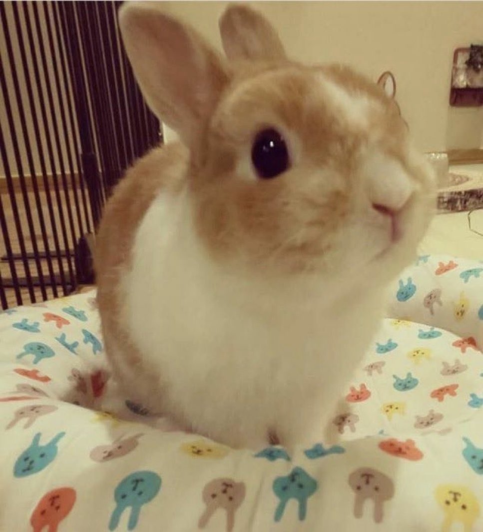 raikkokat's tweet photo. bunny sakura https://t.co/6fRVFyPQ4v