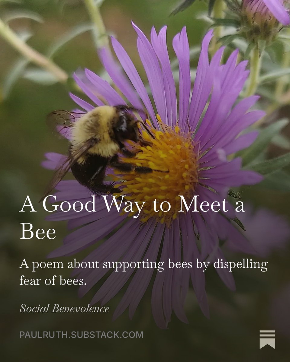 PaulRuthwriting's tweet photo. A Good Way to Meet a Bee, by @PaulRuthwriting If anything, I implore you to click just to see this picture I was able to get. Thanks for reading and Happy Thinking.
#savethebees #poetrycommunity
https://t.co/AymQqyVGyu https://t.co/QMOOhXOBD4