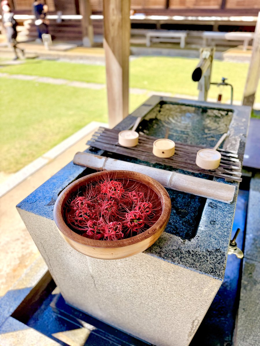 hobbiesstation's tweet photo. 😌西方寺🙏

🗾神奈川県横浜市港北区
🗓2026.9.22

神奈川県の彼岸花𑁍ࠬܓₘ(曼珠沙華)の名所のひとつ♪

だども時すでにおすしで花は少なかったかな(ﾉ∀`)ﾀﾊｰ
でも敷地内とても和やかに綺麗で素敵なお寺でした～☺️ https://t.co/XIMV2jbGSg
