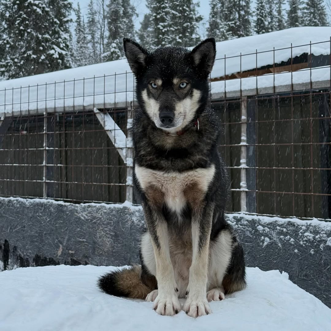 timothymar75cz's tweet photo. 🐶 https://t.co/0wuzqTUxEK