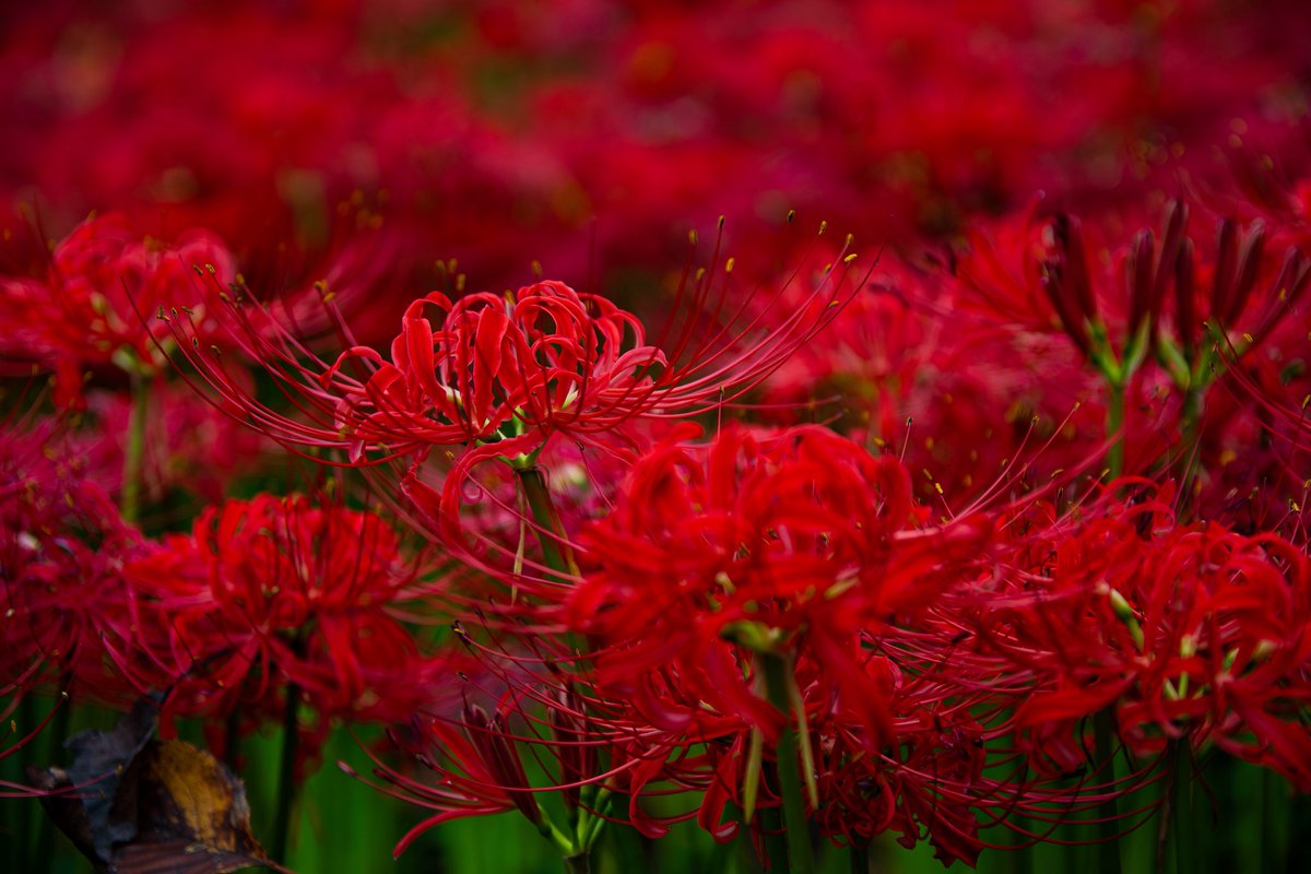 blue_imp_5's tweet photo. 彼岸花
幸手の権現堂
#曼珠沙華
#彼岸花
#幸手権現堂
#紅 https://t.co/2oCBGesja9