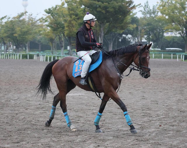 StayDream21's tweet photo. オニャンコポンが34戦目にしてシリウスSでダート初挑戦（日刊スポーツ）つきっきりで調教に乗る小島師「これまで乗ってくれたジョッキーの感触からも以前からダートという話はあって、いい状態の時に試したかった
#オニャンコポン https://t.co/XaQTzYilks https://t.co/Es9MZmvJ63