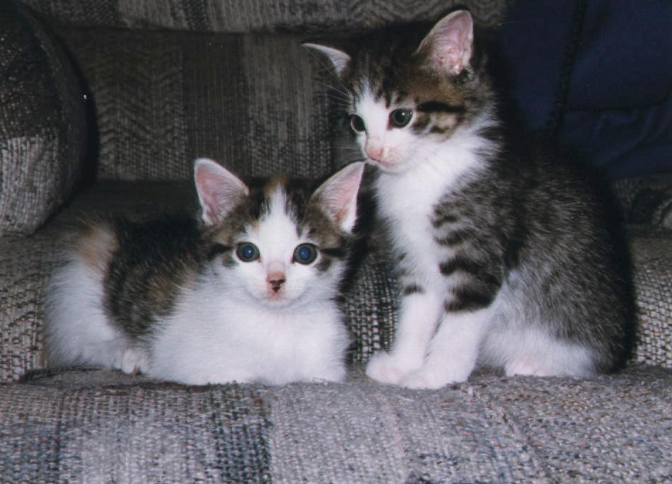 smith_john76515's tweet photo. @Gunblaze1969 Brother and Sister named Mulder and Scully... 1997-2014. https://t.co/TwC18OWSe9