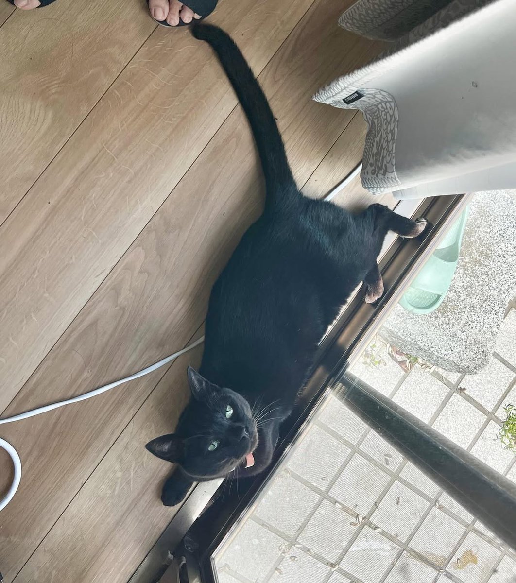 sofiaclarkf8pz9's tweet photo. Even in the cool house, they snuggle right up to the window, trying to enjoy a little of the summer outside. https://t.co/dZXCkfiG5g