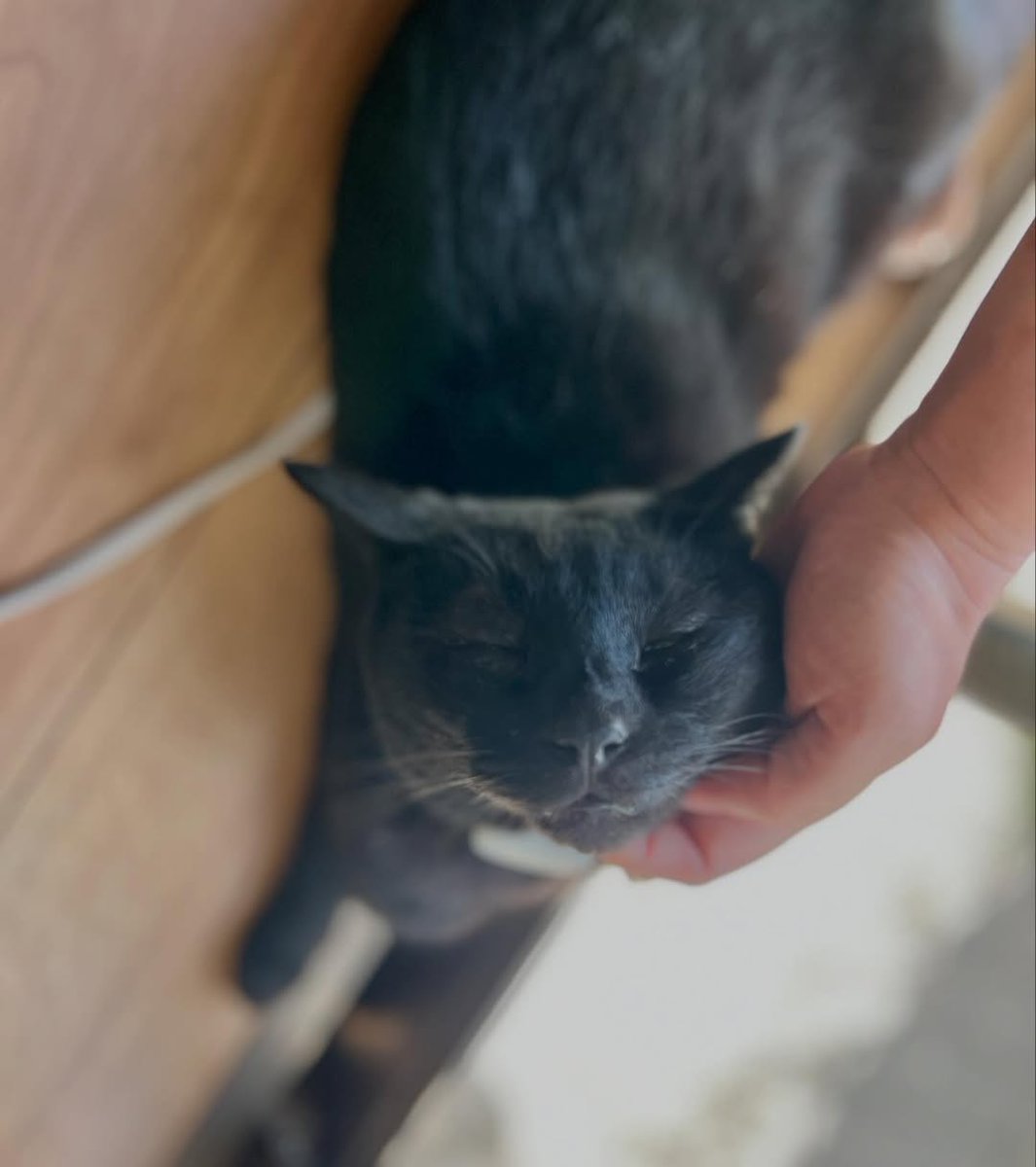 sofiaclarkf8pz9's tweet photo. Even in the cool house, they snuggle right up to the window, trying to enjoy a little of the summer outside. https://t.co/dZXCkfiG5g