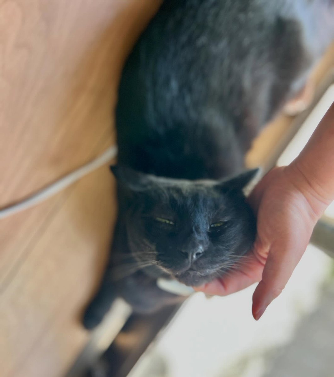 sofiaclarkf8pz9's tweet photo. Even in the cool house, they snuggle right up to the window, trying to enjoy a little of the summer outside. https://t.co/dZXCkfiG5g