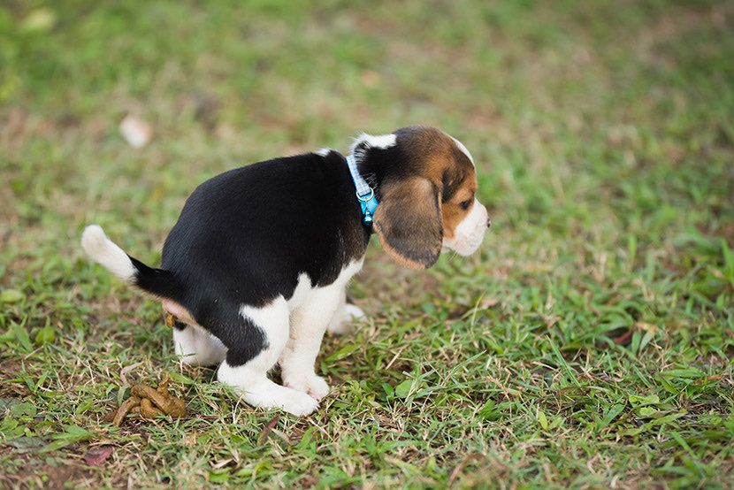 Aussie_Dad5's tweet photo. This puppy taking a shit will get more likes than Netanyahu speaking shit https://t.co/oUWmXeoXSL