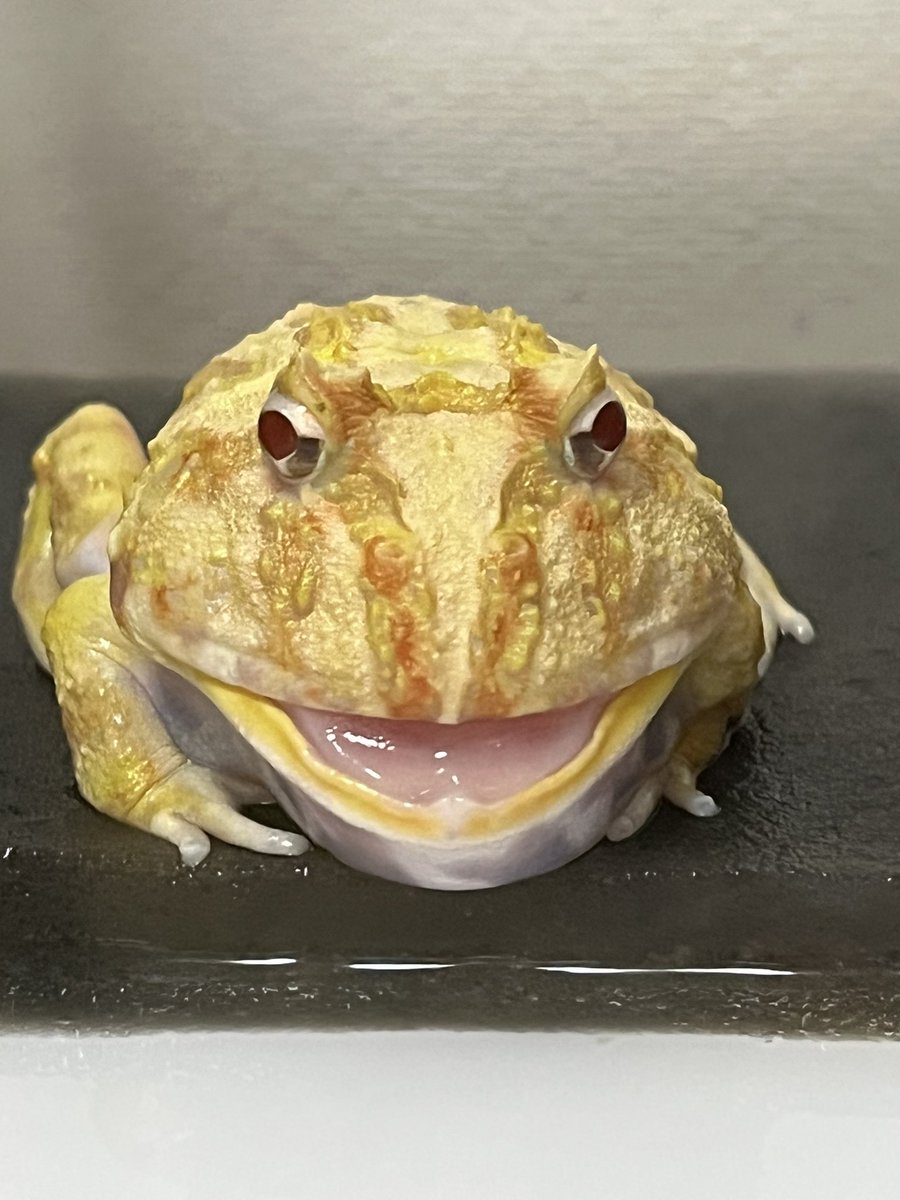lillyel_st's tweet photo. 🐸うんち　でた https://t.co/nFF7DYRUrD