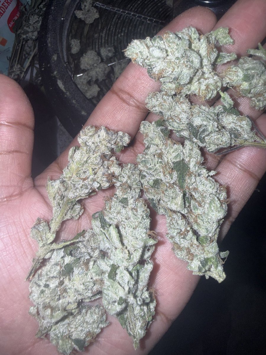 CannaTurkey_'s tweet photo. Spice Sugar #1 https://t.co/tTJkQLkeN2