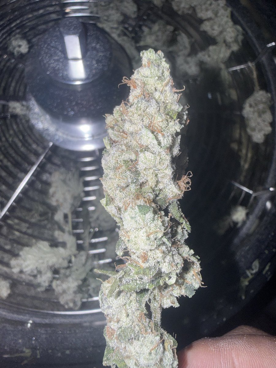 CannaTurkey_'s tweet photo. Spice Sugar #1 https://t.co/tTJkQLkeN2