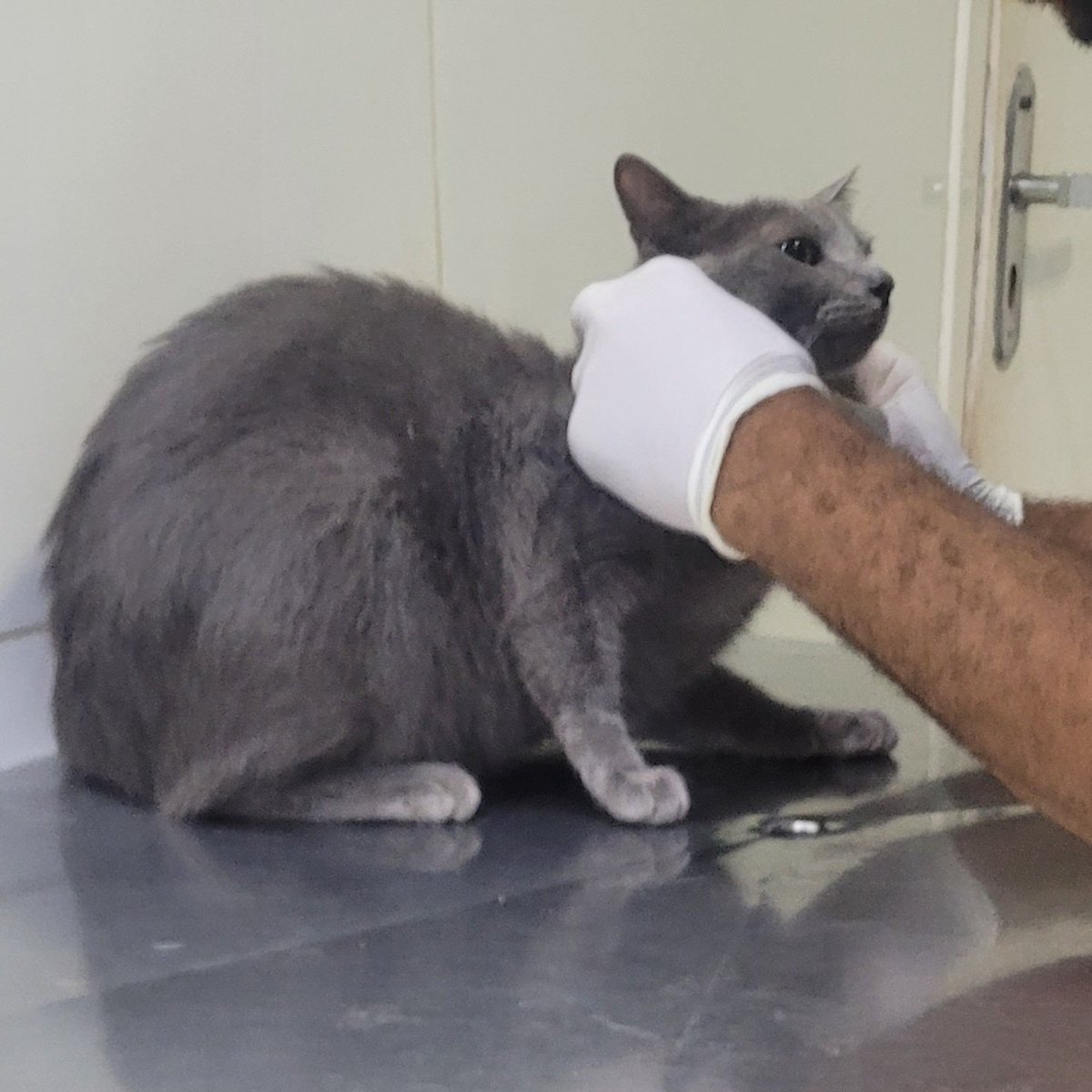 lucupidd's tweet photo. ⚠️ COMISSÕES DE EMERGÊNCIA.

— Pessoal, preciso urgentemente da ajuda de vocês. A minha gatinha tá vomitando muito e eu não tenho apoio para fazer um exame para saber o que está acontecendo com ela. Estou abrindo vagas para ícones renderizados, qualquer doação é bem-vinda. https://t.co/xZBdDuUhid