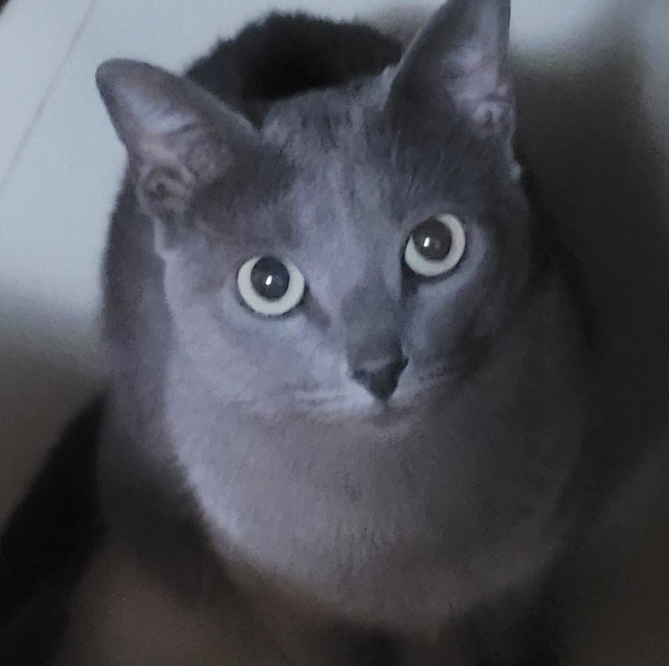 lucupidd's tweet photo. ⚠️ COMISSÕES DE EMERGÊNCIA.

— Pessoal, preciso urgentemente da ajuda de vocês. A minha gatinha tá vomitando muito e eu não tenho apoio para fazer um exame para saber o que está acontecendo com ela. Estou abrindo vagas para ícones renderizados, qualquer doação é bem-vinda. https://t.co/xZBdDuUhid