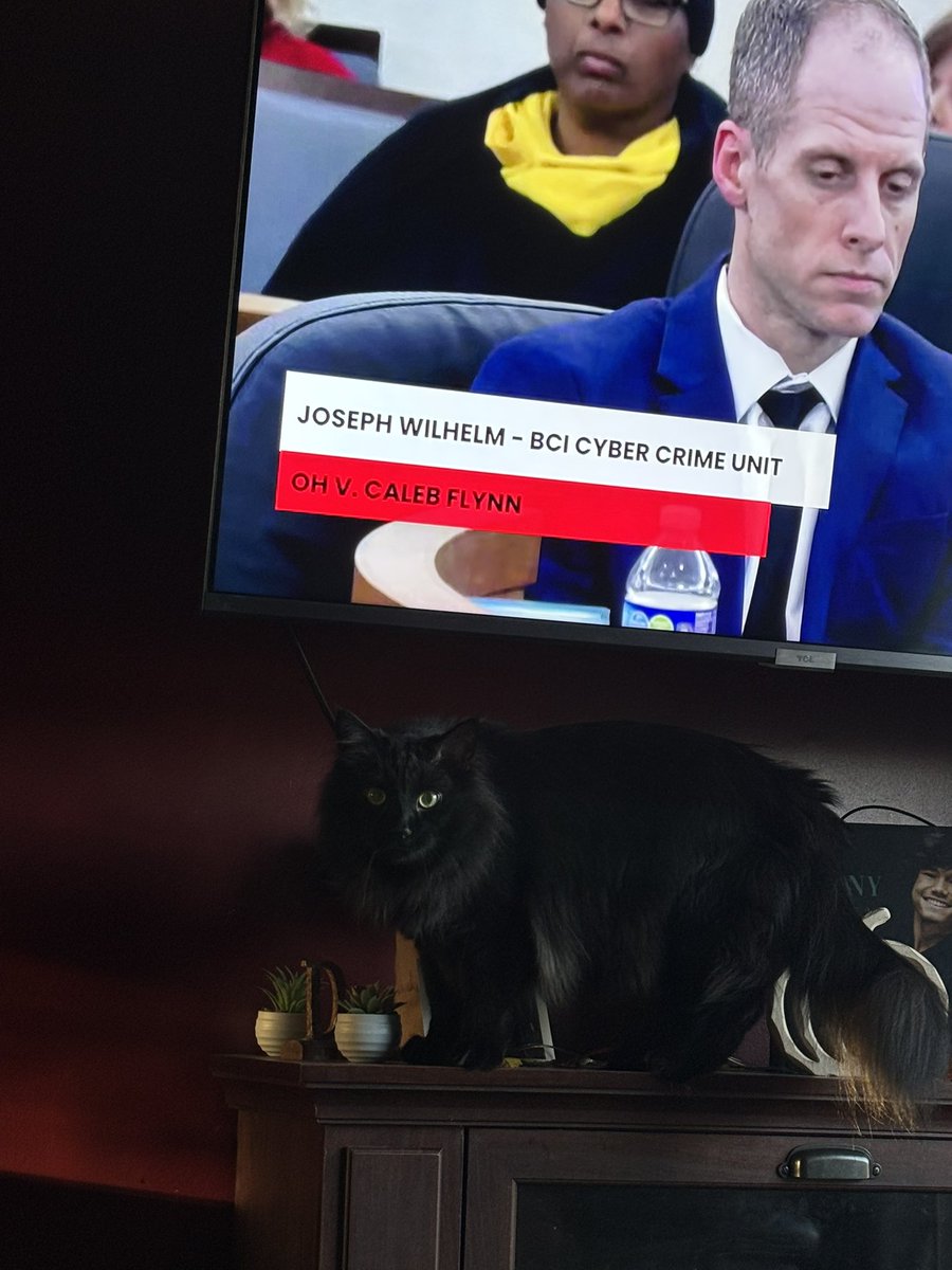 sonya_denny's tweet photo. @CStewartNews @LawCrimeNetwork @CourtTV Even my cat is like please turn this off 🤣 https://t.co/fsXpLnrsUQ