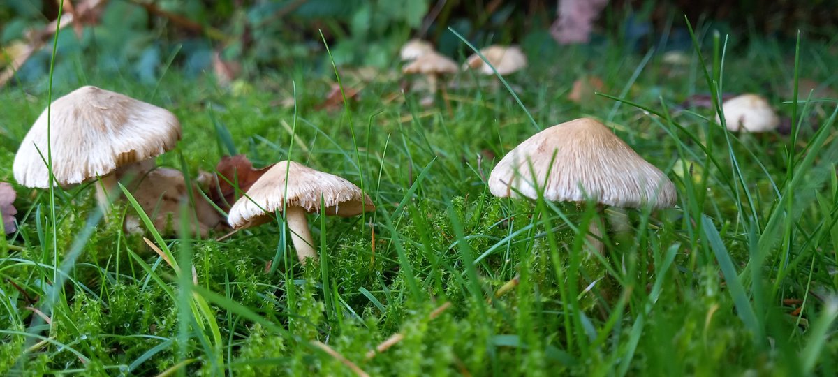 TaoPoetry's tweet photo. I was sat thinking
Can I offer you a thought
Mushroom seasons here
#haiku
#ohhappyday https://t.co/PFZXspP8sb