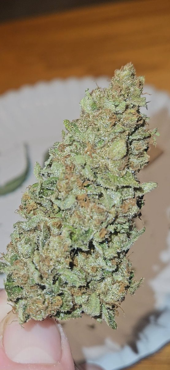 austin420k's tweet photo. @Hir3ling @royalqueenseeds @VIVOSUN Grew the same and it looks so similar https://t.co/gtBR4dyjCh