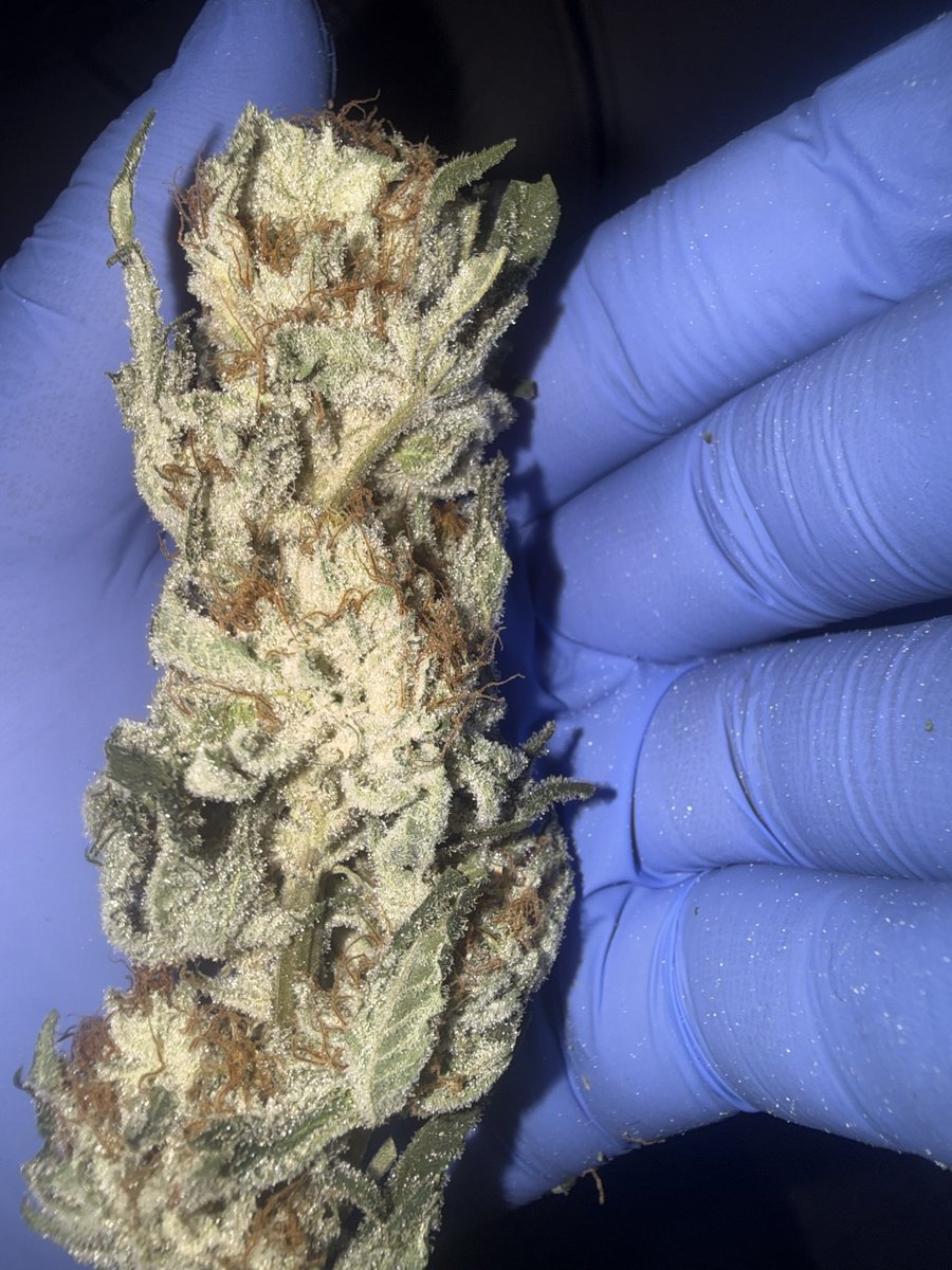 CannaTurkey_'s tweet photo. Spiced sugar #2 with the bad trim https://t.co/VhiuRzoyxQ