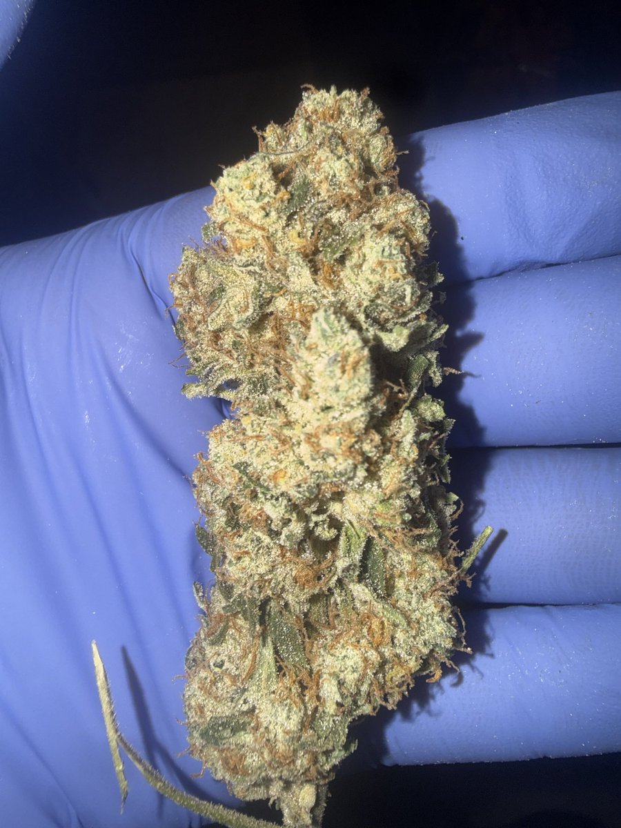CannaTurkey_'s tweet photo. Gingers https://t.co/knc3VaH6ym