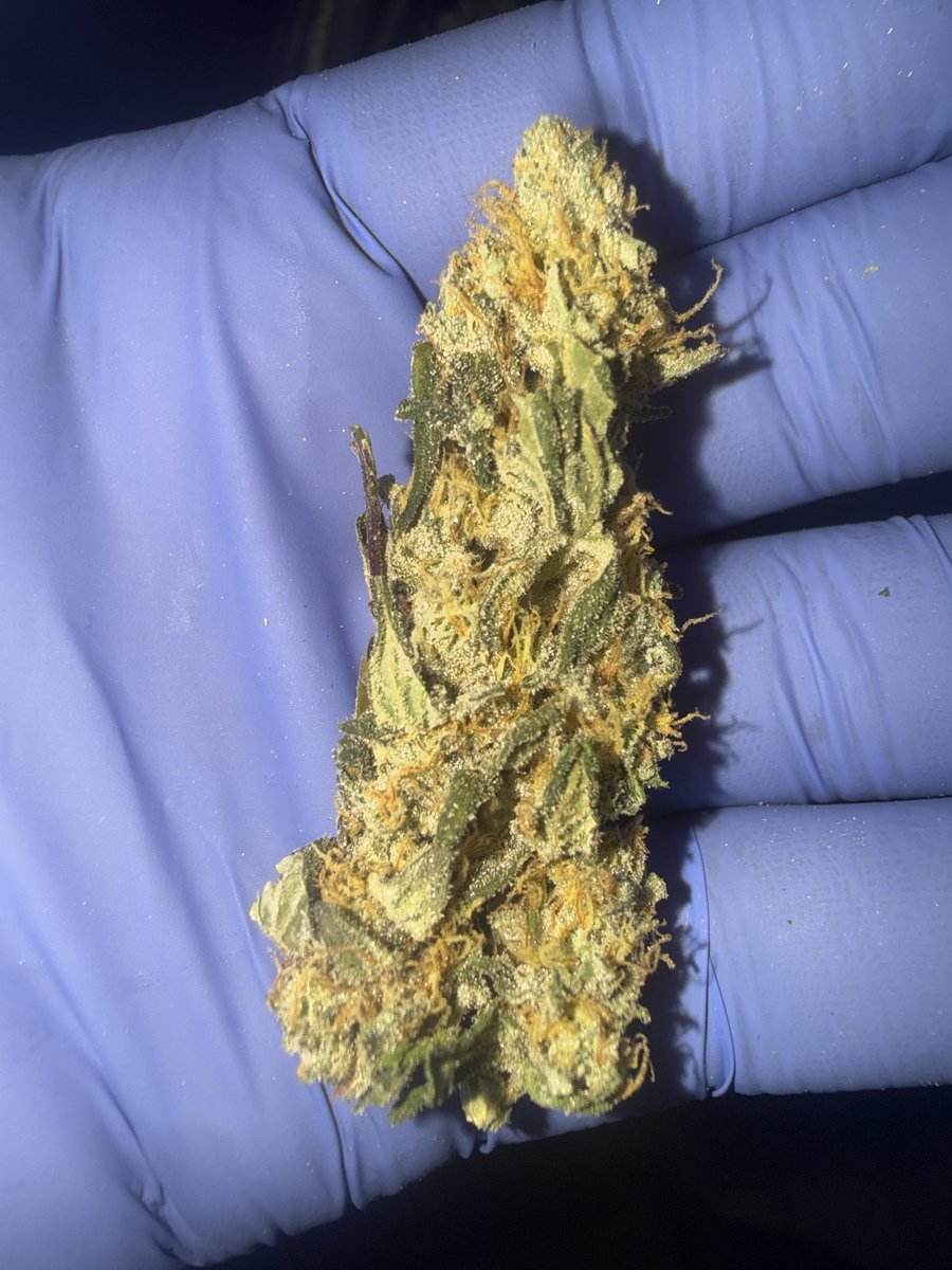CannaTurkey_'s tweet photo. Gingers https://t.co/knc3VaH6ym