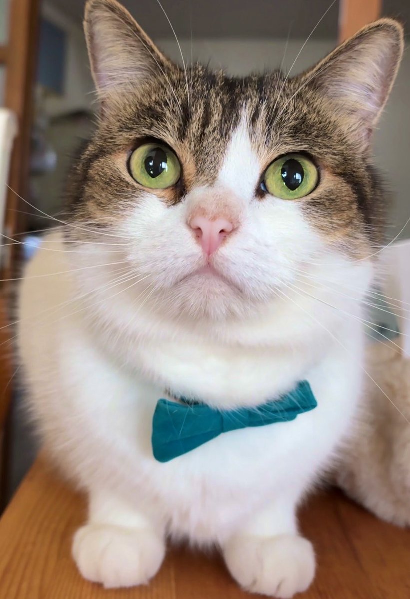 nikoandkotatoro's tweet photo. 朝からこの顔…🙄
怒ってるのかと思ったら、、、
ただ眠いだけでした😹🥱

その証拠に、隣に座るとちょっと嬉しそう。
表情は仏頂面。中身は甘えん坊大臣。
このギャップ…反則です😽🐾 https://t.co/VGV0fltUff