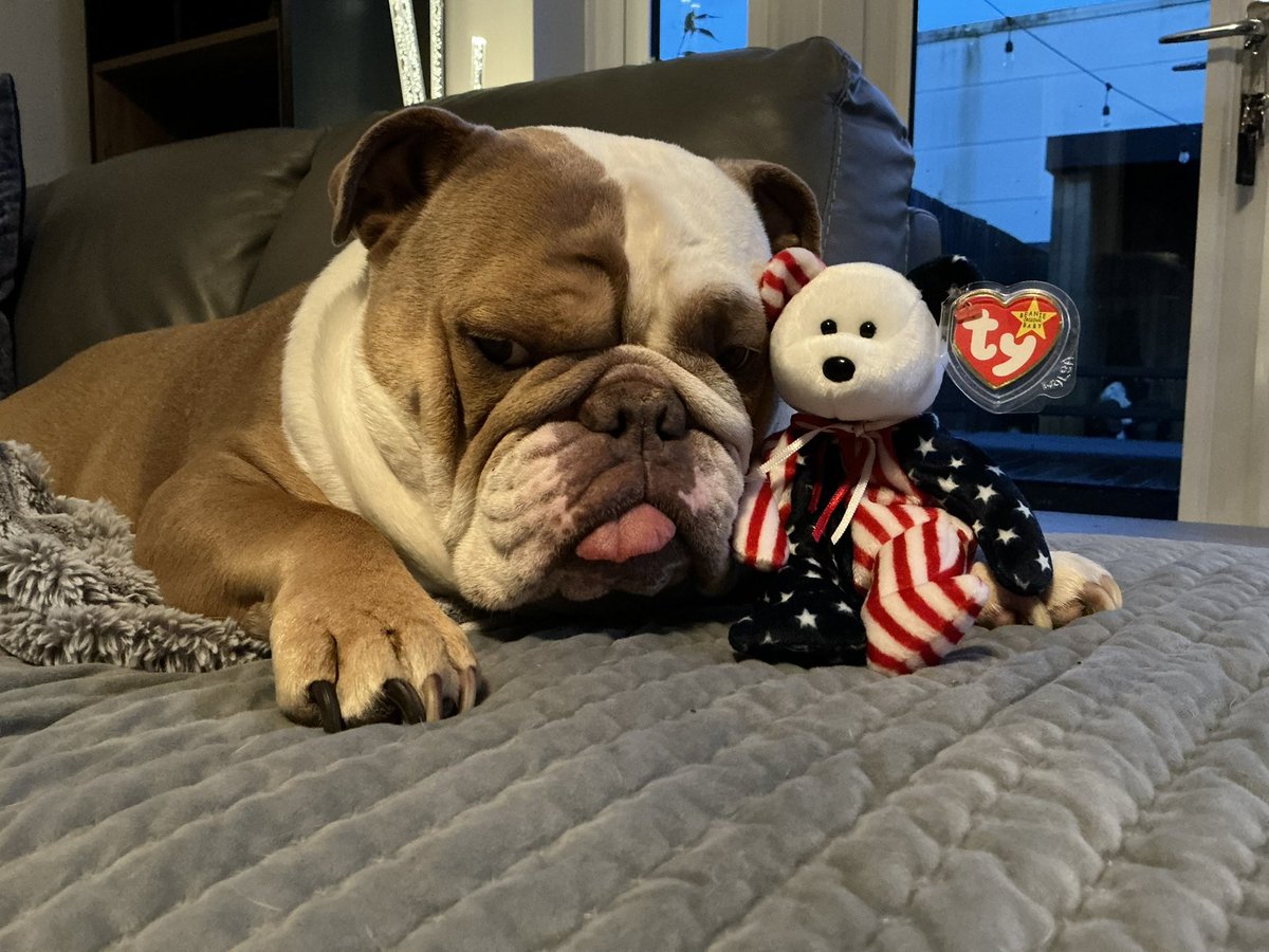 MaxxDoggSWFC's tweet photo. Me, backing the #swfc new owners at the takeover on May One 🇺🇸 

Give me a follow, like and comment 🐾

#wawaw
#sheffieldwednesday
#sheffield
#englishbulldoglover
#englishbulldogsofinstagram https://t.co/cAB8b0md4F