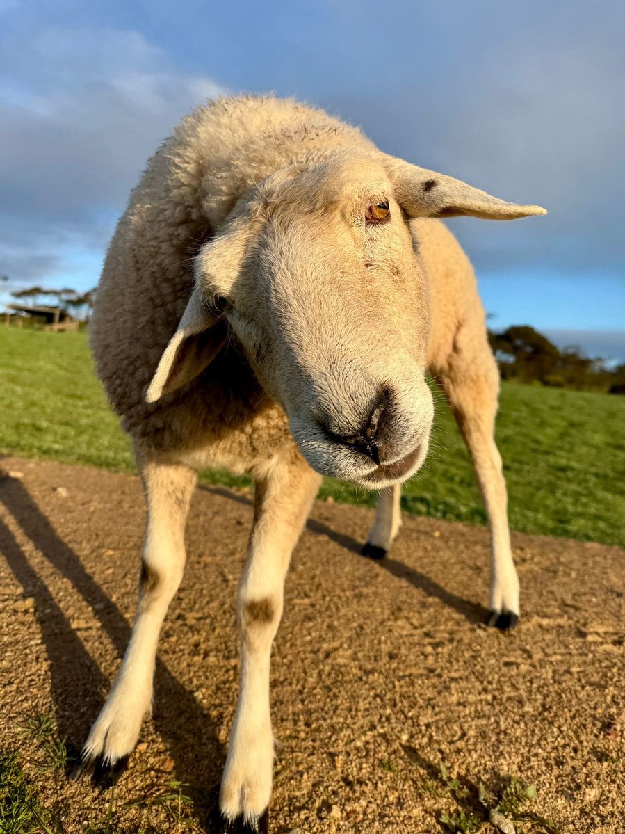 CallissClan's tweet photo. SAD NEWS 😭 Life on the farm isn’t always beer &amp; skittles - this morning I found our darling #Cricket had been mauled &amp; I’ve just had to have her put down. I patted &amp; reassured her til her last breath. Abla’s last baby &amp; our smallest, most vulnerable sheep. Rest easy, sweet girl. https://t.co/S9ijd0SdNr