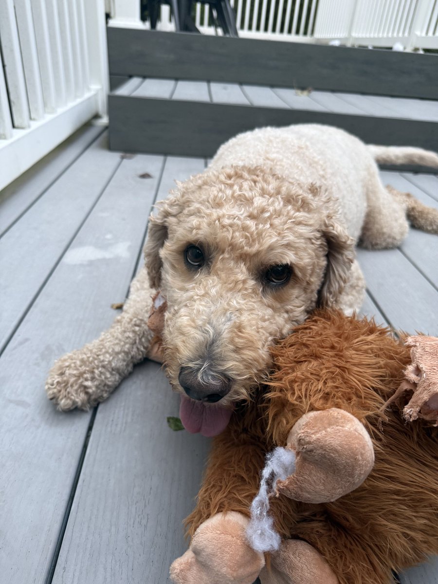 joearchivess's tweet photo. my lil guy ain’t so little anymore 🥲 https://t.co/pVdnuTD3GU
