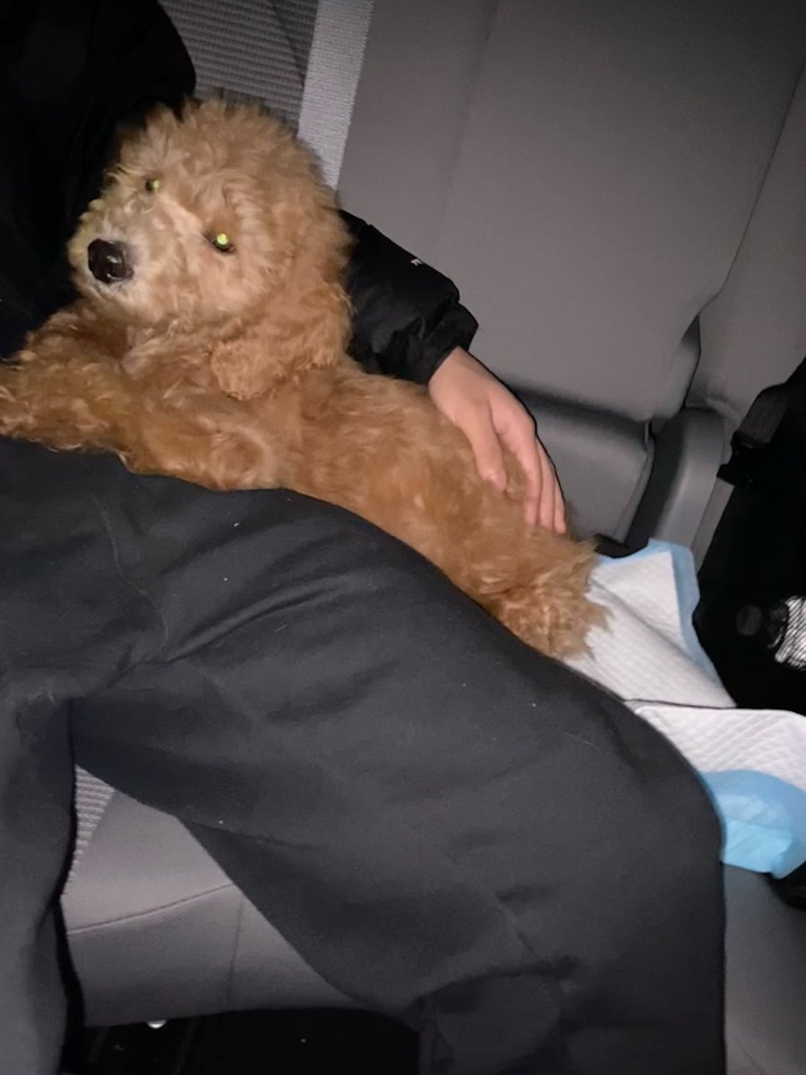 joearchivess's tweet photo. my lil guy ain’t so little anymore 🥲 https://t.co/pVdnuTD3GU