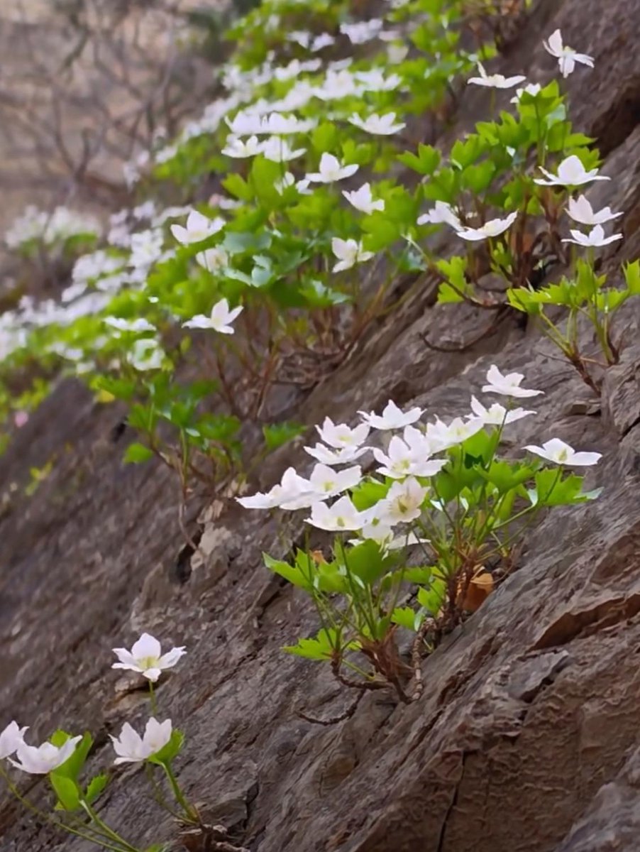 sktnrwls's tweet photo. Just found a few thin rock silk growing on the cliff edge, so delicate! https://t.co/QQgzKvsqdB