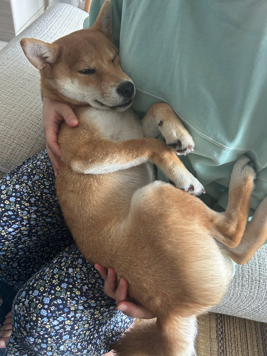 moon_260330's tweet photo. \🌕まだ赤ちゃんだもん！/
#柴犬ムンちゃん #柴犬 https://t.co/4mQwk9Mtw9