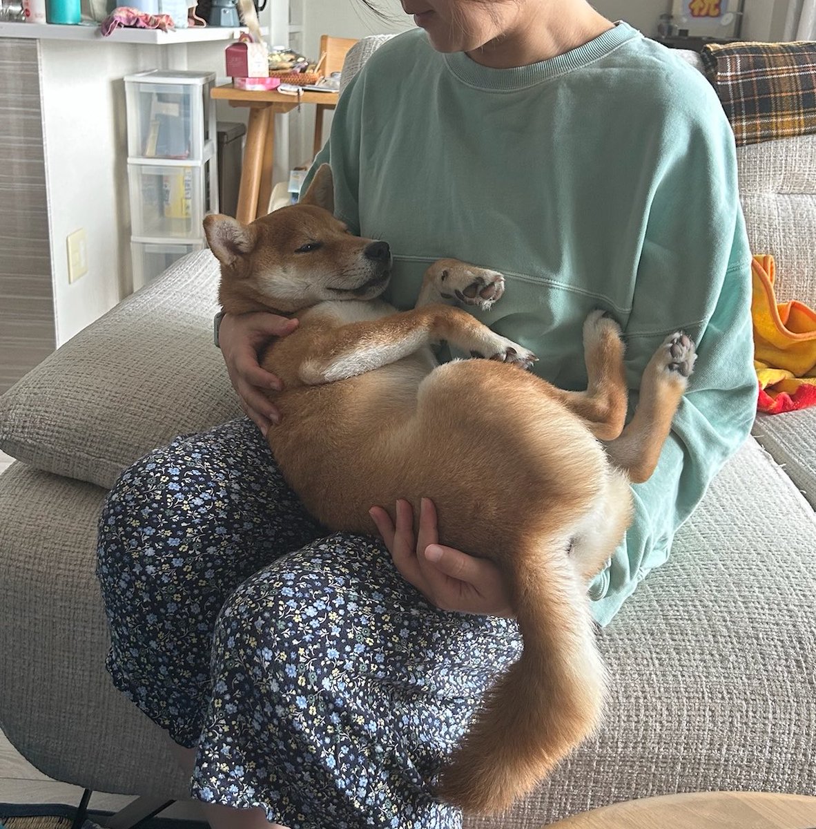 moon_260330's tweet photo. \🌕まだ赤ちゃんだもん！/
#柴犬ムンちゃん #柴犬 https://t.co/4mQwk9Mtw9