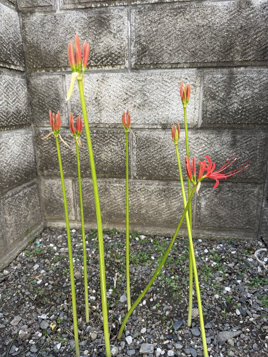 haru11nc39's tweet photo. 掘っ建て小屋庭の彼岸花が花を咲かせ始めました。
季節は巡る。 https://t.co/AbReizUx6s
